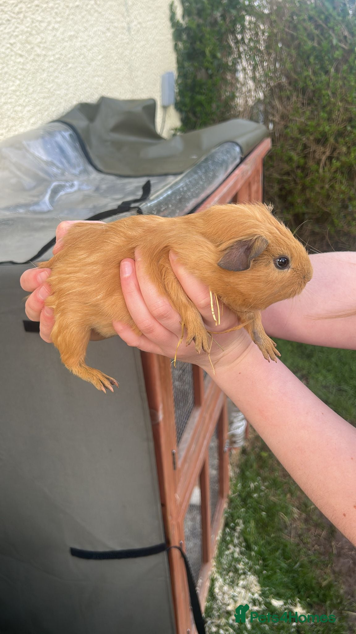 Guinea Pig rodents Baby Guinea pigs  - Advert 4