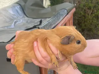 Guinea Pig rodents Baby Guinea pigs - Advert 1