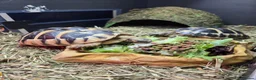 Hermann Tortoise reptiles for sale: 2x Hermann tortoise and full set up. in West Malling - Advert 3