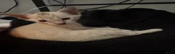 Savannah cats for sale: 🏵️ WORLDS BEST LINES 🏵️ Savannah F2 & F3 Kittens - Advert 25