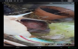 Snails invertebrates for sale: Albino giant African land snails- Fulica - Advert 8