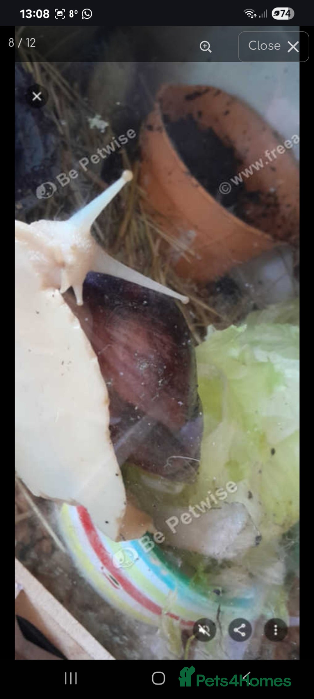 Snails invertebrates for sale: Albino giant African land snails- Fulica - Advert 8