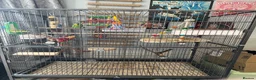 Budgerigars birds for sale: Budgies and cage and all accessories and food  in Southampton - Advert 3