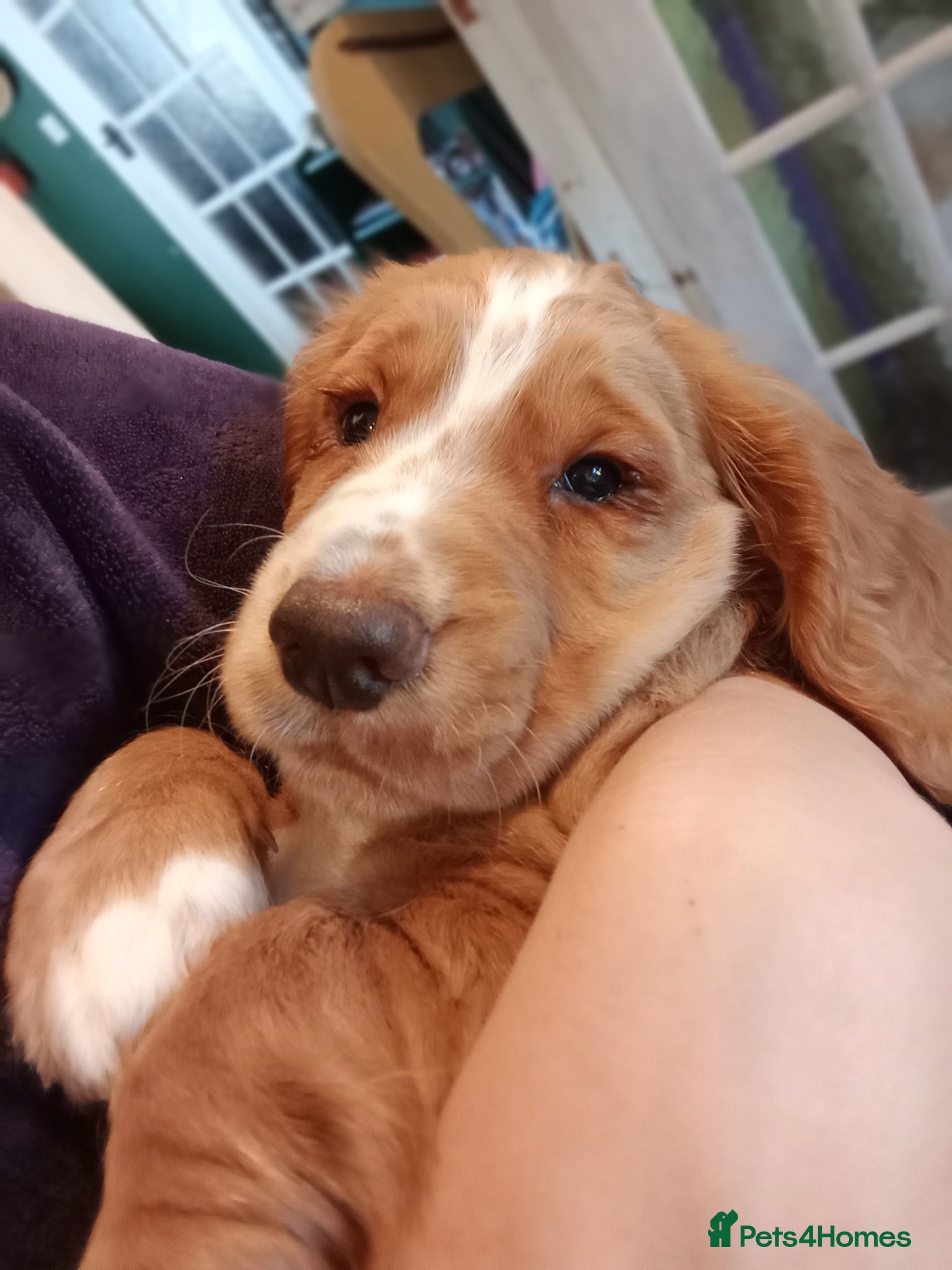Cocker Spaniel dogs Working Cocker Spaniel Pups for sale - Advert 17