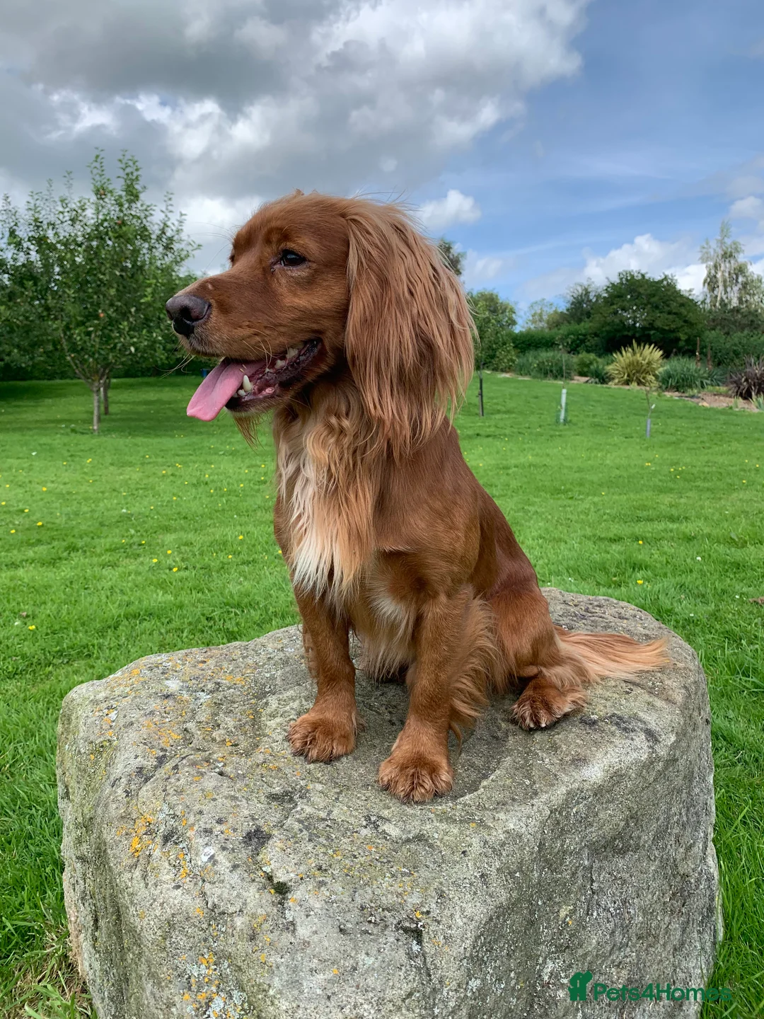 Cocker Spaniel dogs for stud: Working cocker spaniel for stud  in Rowlands Gill - Advert 4