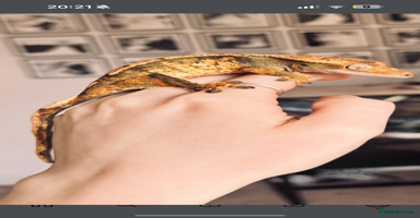 Gecko reptiles - Advert 6