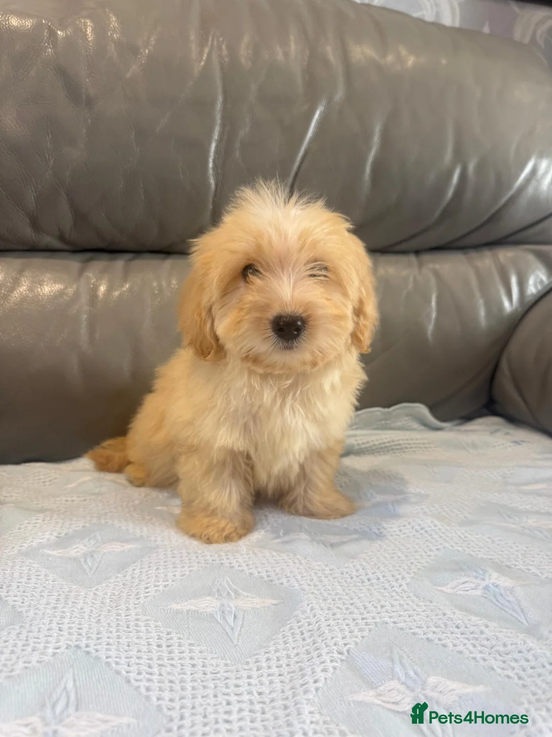 Coton De Tulear dogs for sale: COTON NOODLE PUPPIES READY NOW  - Advert 12