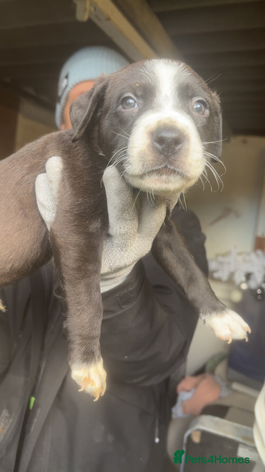 Mixed Breed dogs for sale: Rottiebulls - Advert 11