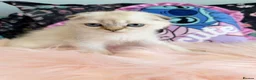 Scottish Fold cats for sale: 🐾 Stunning Scottish kitties 🐾 - Advert 6