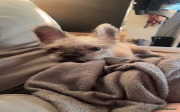Mixed Breed dogs for sale: French bulldog cross shih tzu  - Image 1