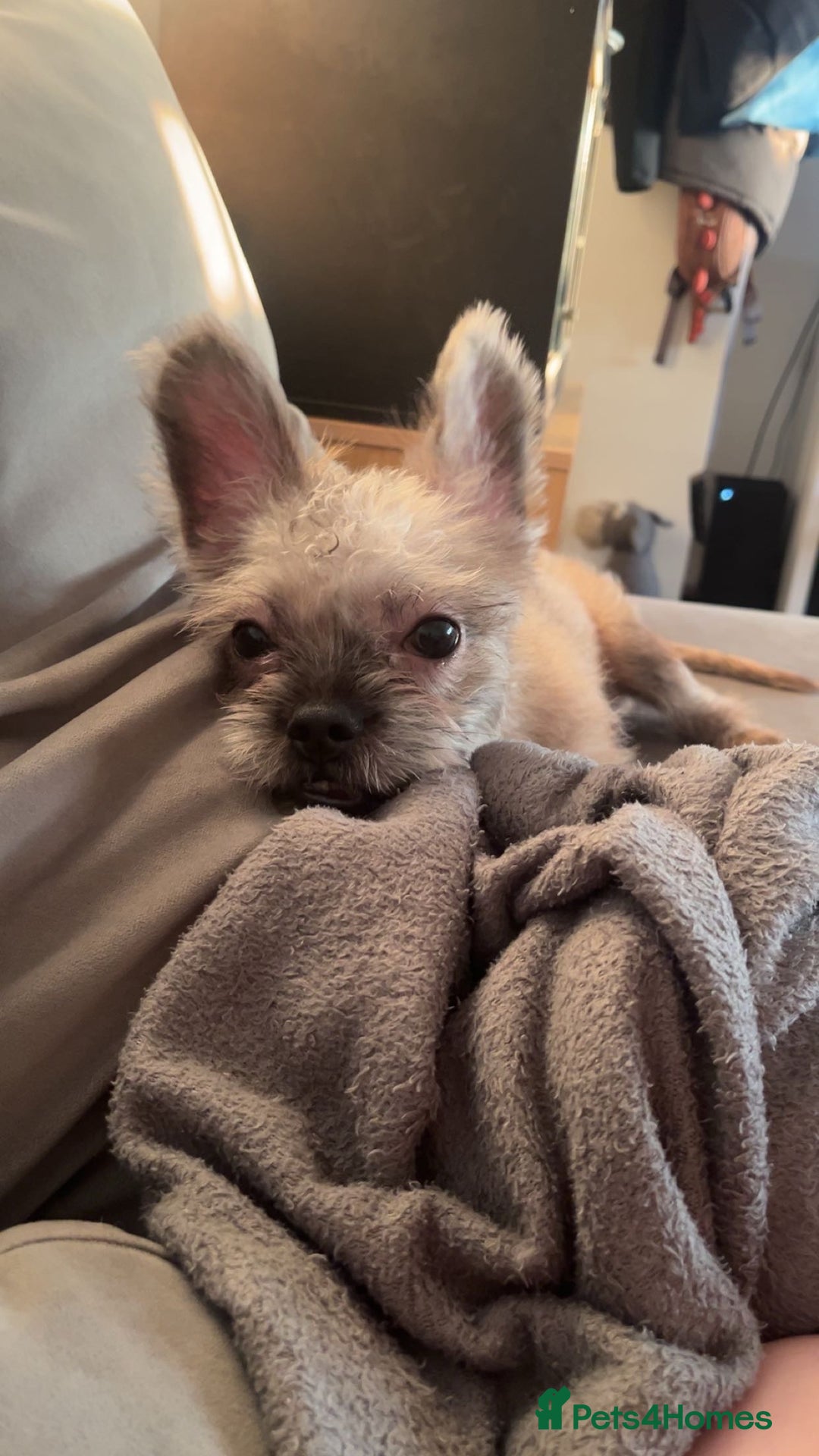 Mixed Breed dogs for sale: French bulldog cross shih tzu  - Image 1