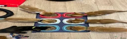 Mixed Breed cats for sale: Beautiful Ginger & Tortoiseshell Kittens in Faringdon - Advert 34