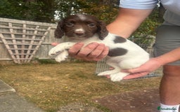 English Springer Spaniel dogs for sale: Springer spaniels puppies - Image 4