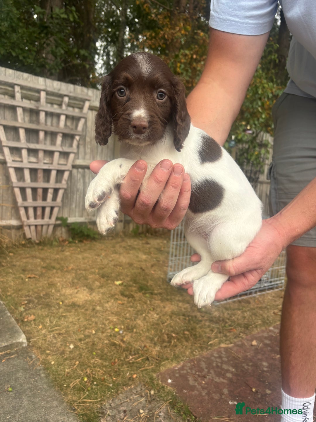 English Springer Spaniel dogs for sale: Springer spaniels puppies - Image 4