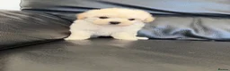 Maltipoo dogs for sale: Now ready for new homes.  - Advert 7