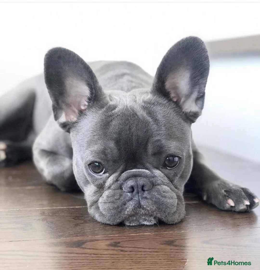 French Bulldog dogs for sale: Lovely KC Registered French Bulldog Puppy in London - Advert 2