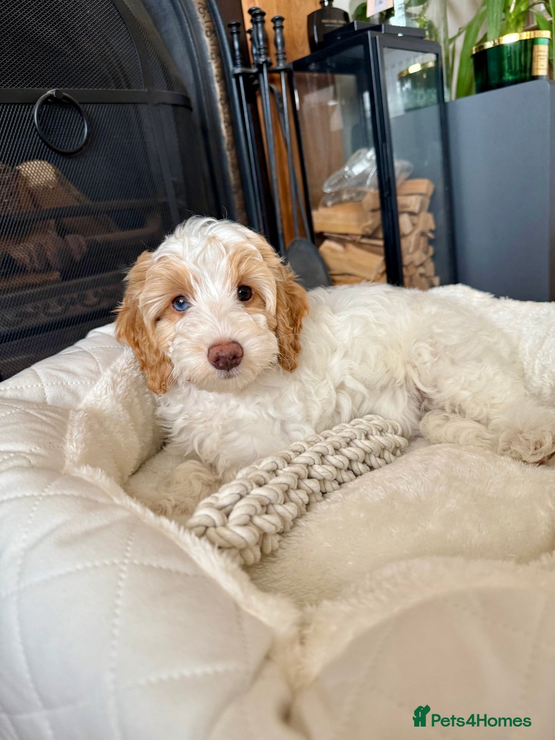 Cockapoo dogs for sale: Re-homing 8month old Luna- Female Cockapoo - Advert 13
