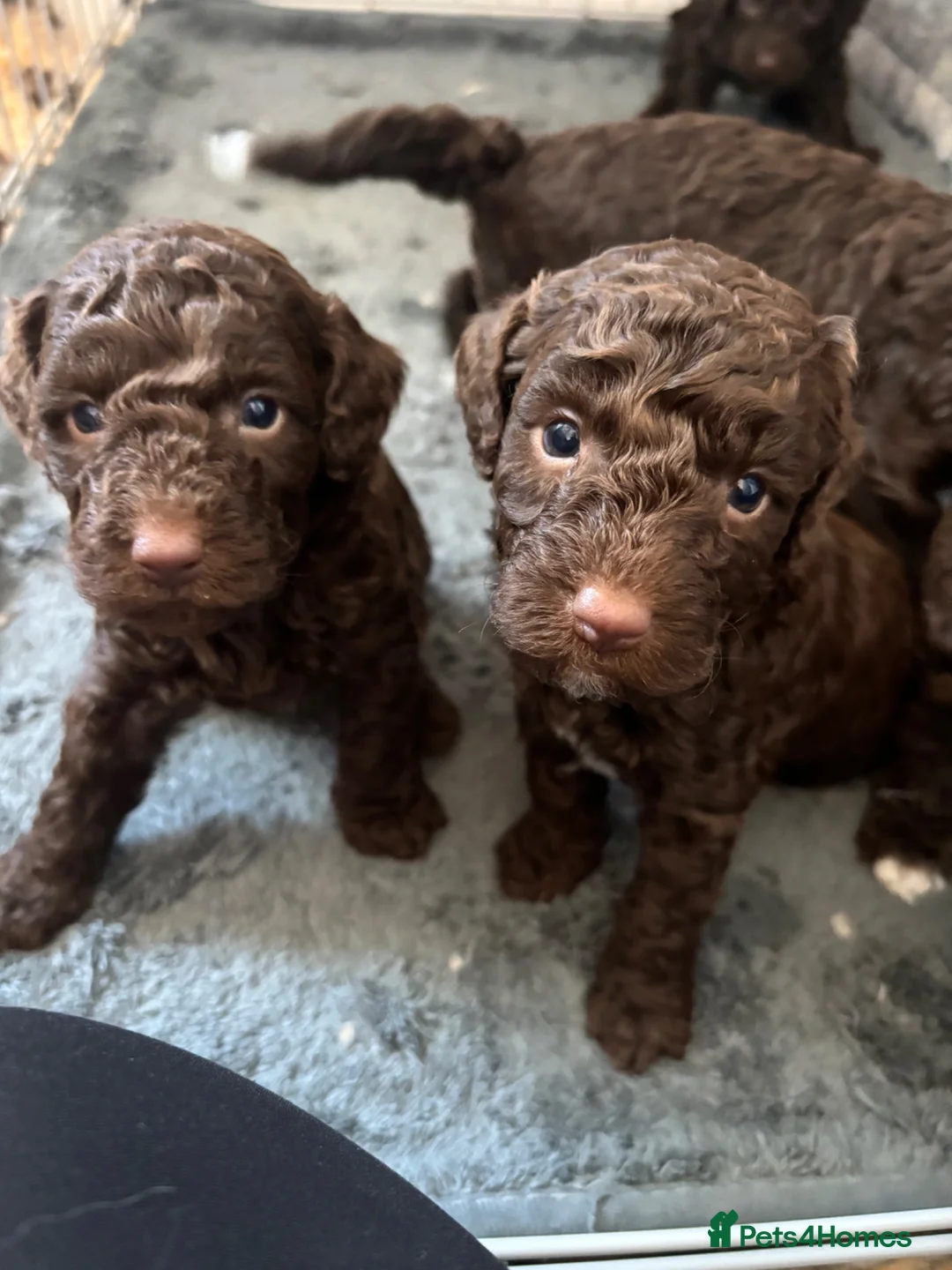 Bordoodle dogs for sale: Stunning little of colliepoo/bordoodle puppies  - Advert 1