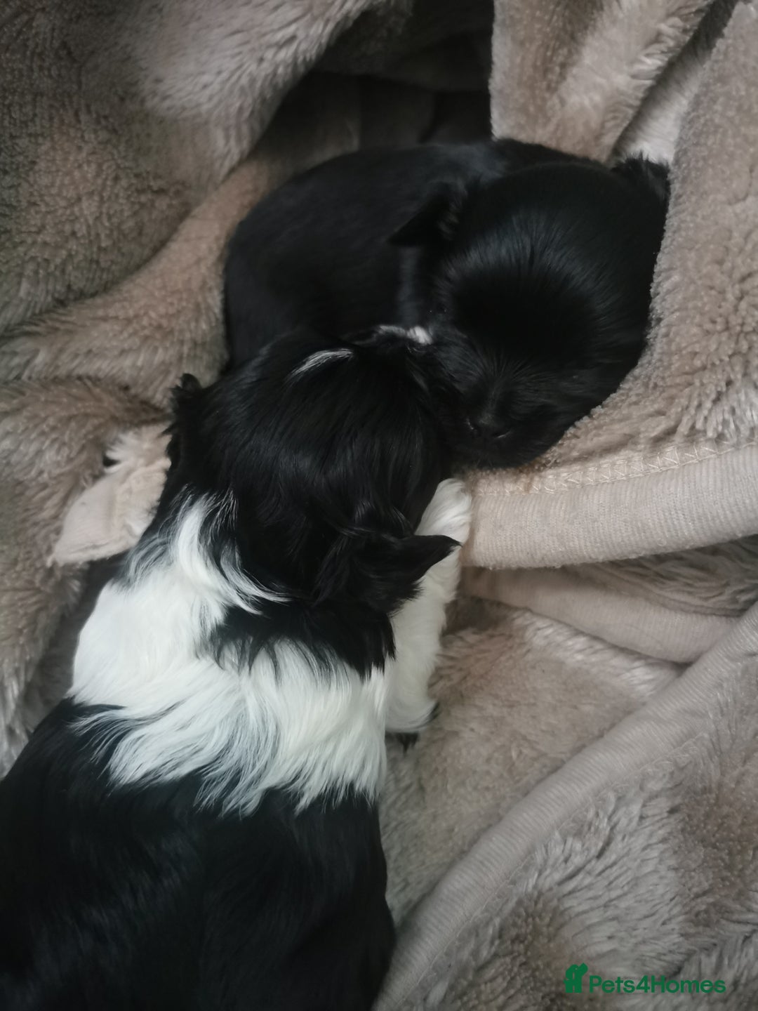 Yorkshire Terrier dogs for sale: 2 Little girl's, Yorkshire Terrier. - Advert 2