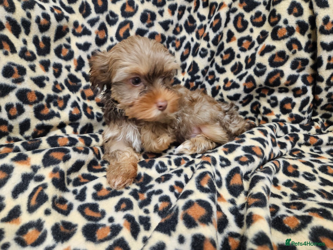 Yorkshire Terrier dogs for sale: 🧡 DNA tested parents 🤎 Chocolate Red boy  - Advert 1