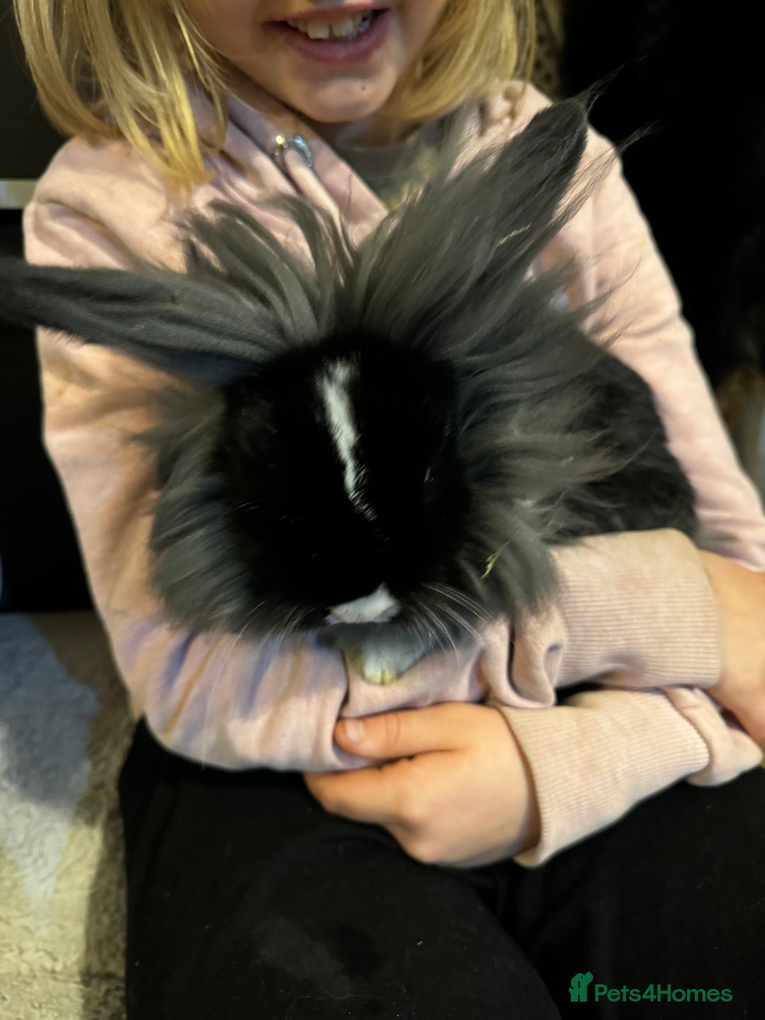 Mini Lion Lop rabbits for sale: 🩷🩵 Mini LionLops 🩵🩷 2 Available 🩷🩵 - Advert 4