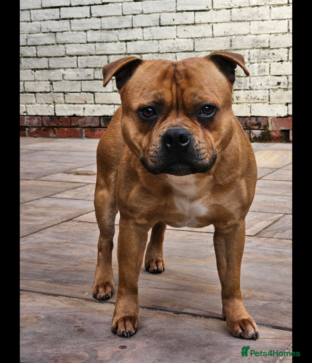 Staffordshire Bull Terrier dogs for sale: !READY NOW! KC Reg Quality Red Staffy Puppies  - Image 31