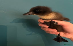 Ducks poultry for sale: Indian runner ducklings - Image 7