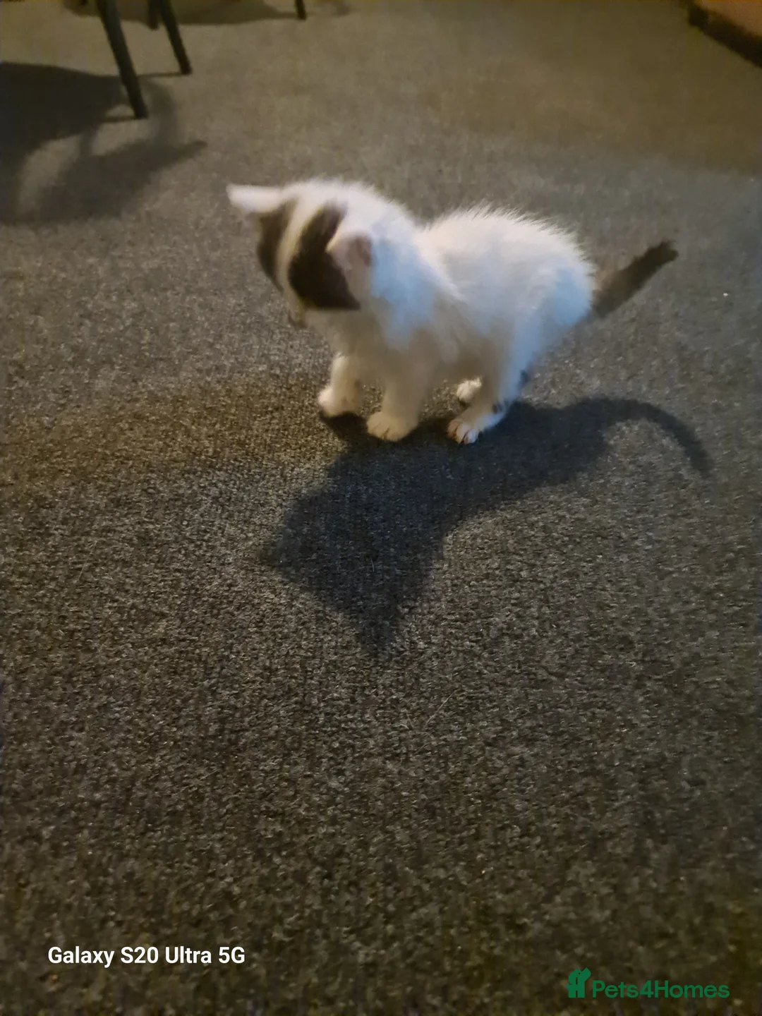 Siberian cats for sale: Kittens - Advert 14