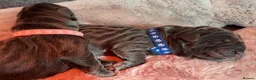 Neapolitan Mastiff dogs for sale: Neapolitan mastiff puppies 1 girl grey/1 boy grey  - Advert 12