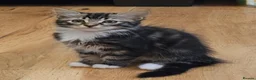 Mixed Breed cats for sale: Amazing kittens - Advert 15