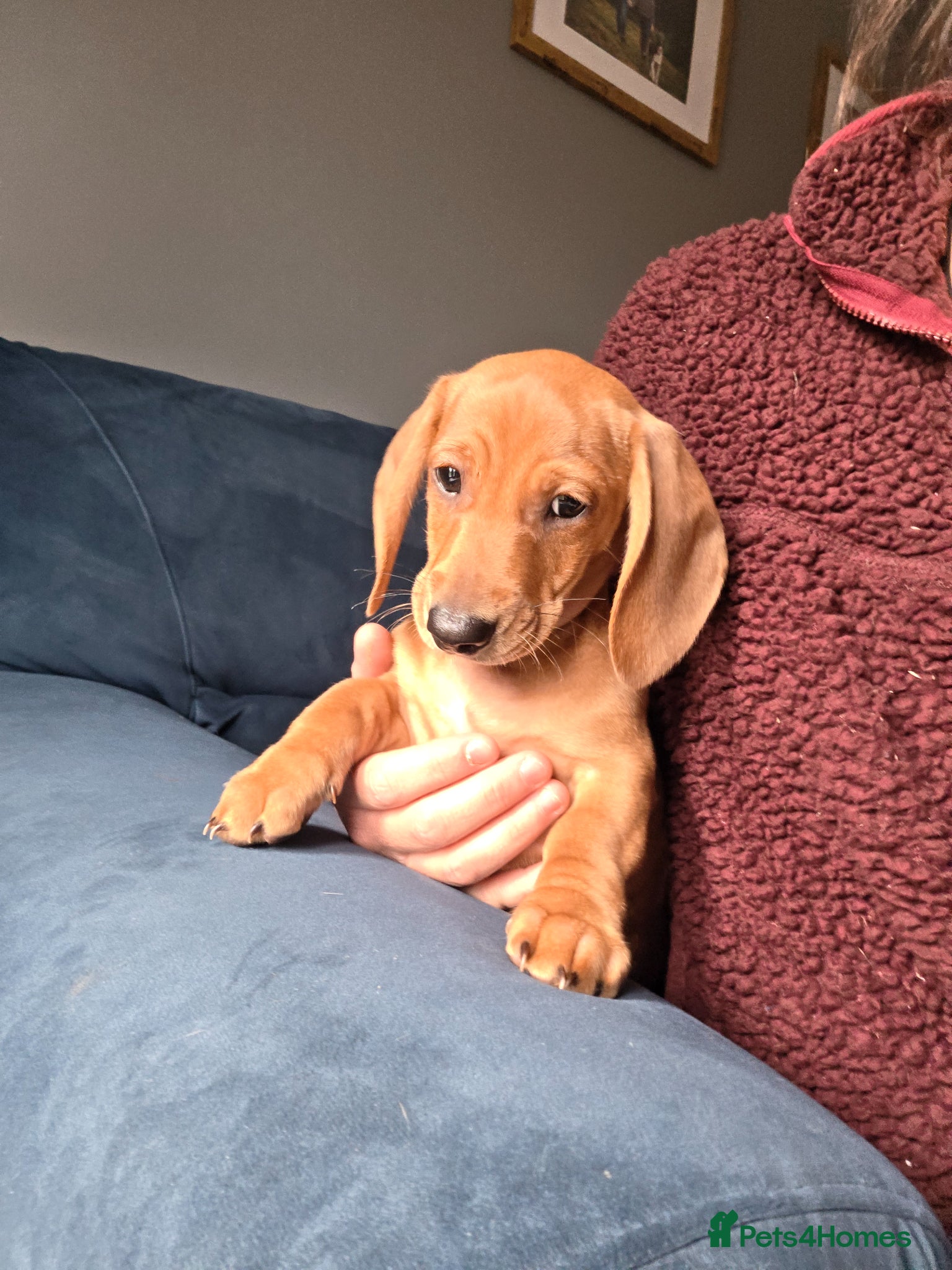 Dachshund dogs Miniature x Standard Dachshund Puppies - Advert 1