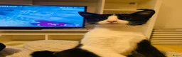 Mixed Breed cats for sale: Gorgeous fluffy kitten for sale.  - Advert 1