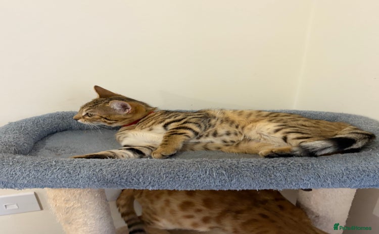 Bengal cats - Advert 1
