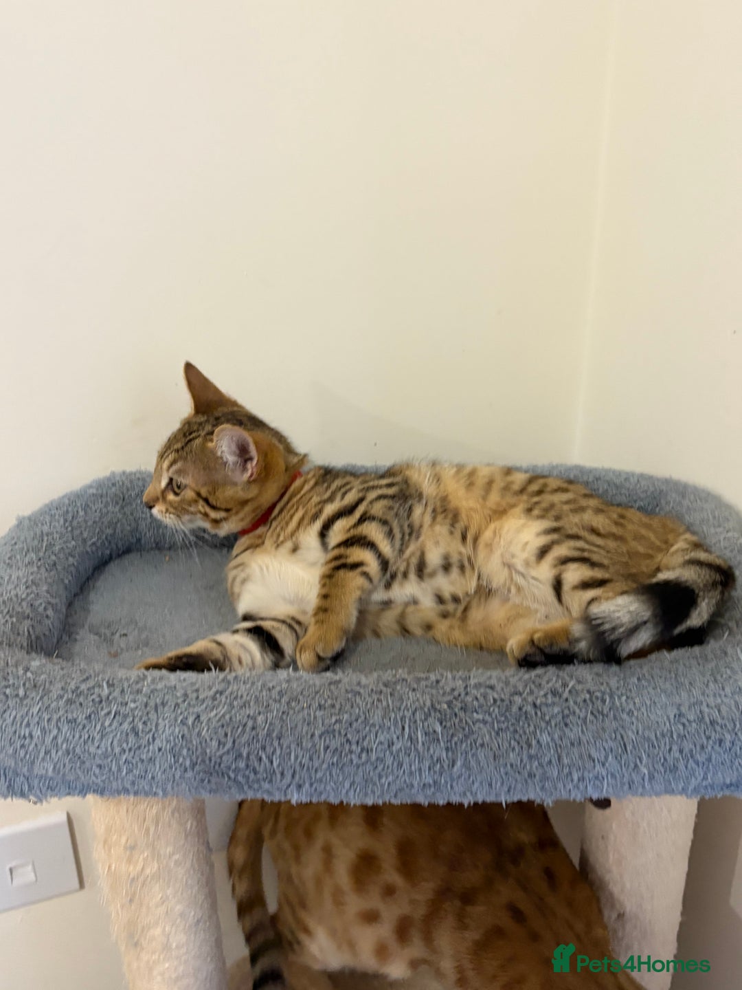Bengal cats for sale: 3 Left- Beautiful litter of Bengal kittens  - Image 3
