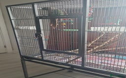 Conures birds for sale: Conure  full tame  6 months  old tame as he'll  in Halifax - Image 6