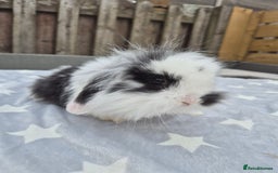 Mini Lion Lop rabbits for sale: 2 baby lion lops 6 week old - Image 3