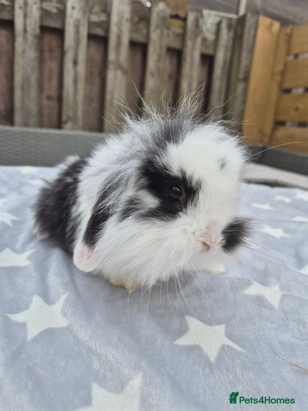 Mini Lion Lop rabbits for sale: 2 baby lion lops 6 week old - Image 3