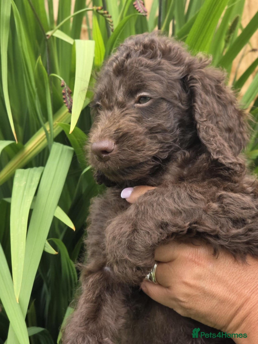 Sproodle dogs for sale: Gorgeous Chocolate Sproodle Puppies - Image 8