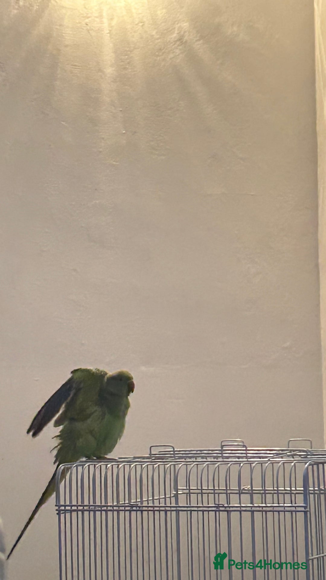 Parrots birds for sale: Indian ring neck - Advert 6