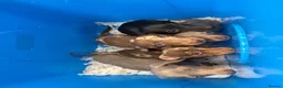 Miniature Dachshund dogs for sale: Miniature dachshund puppies  - Advert 14