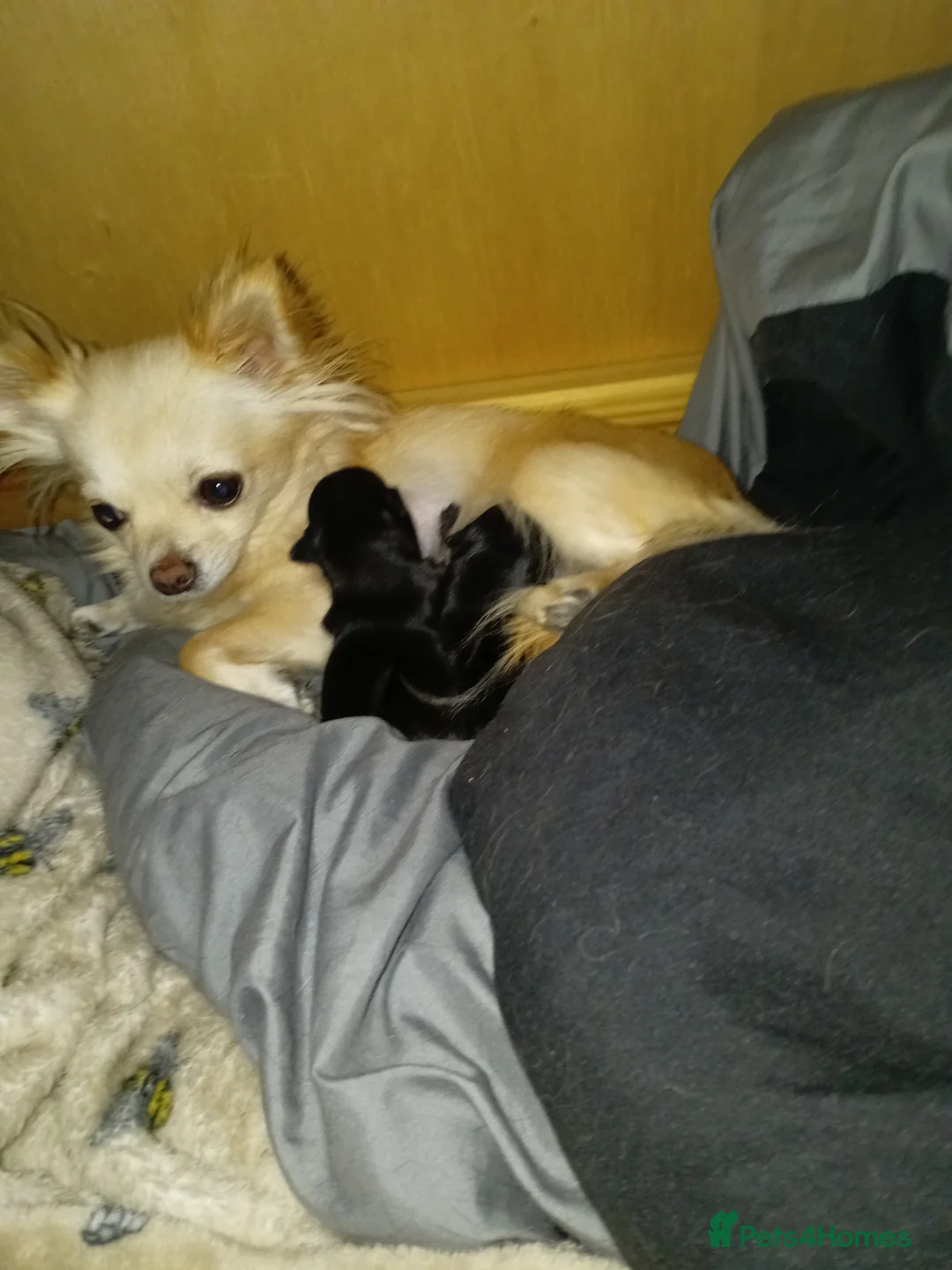 Chihuahua dogs for sale: 2 Black long haired Male chihuahua puppies  - Advert 11