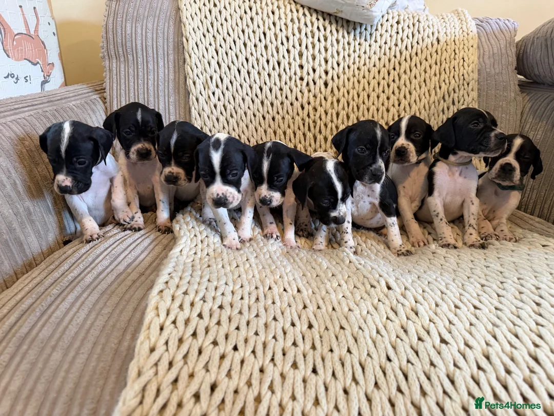 Pointer dogs for sale: An outstanding litter of pointers. in Hereford - Advert 2