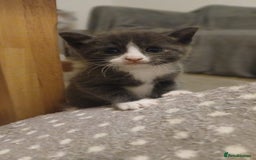 Bengal cats for sale: British shorthair kittens  - Image 1