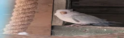Parakeets birds for sale: Pair of blue quaker parrots  in Barnsley - Advert 4