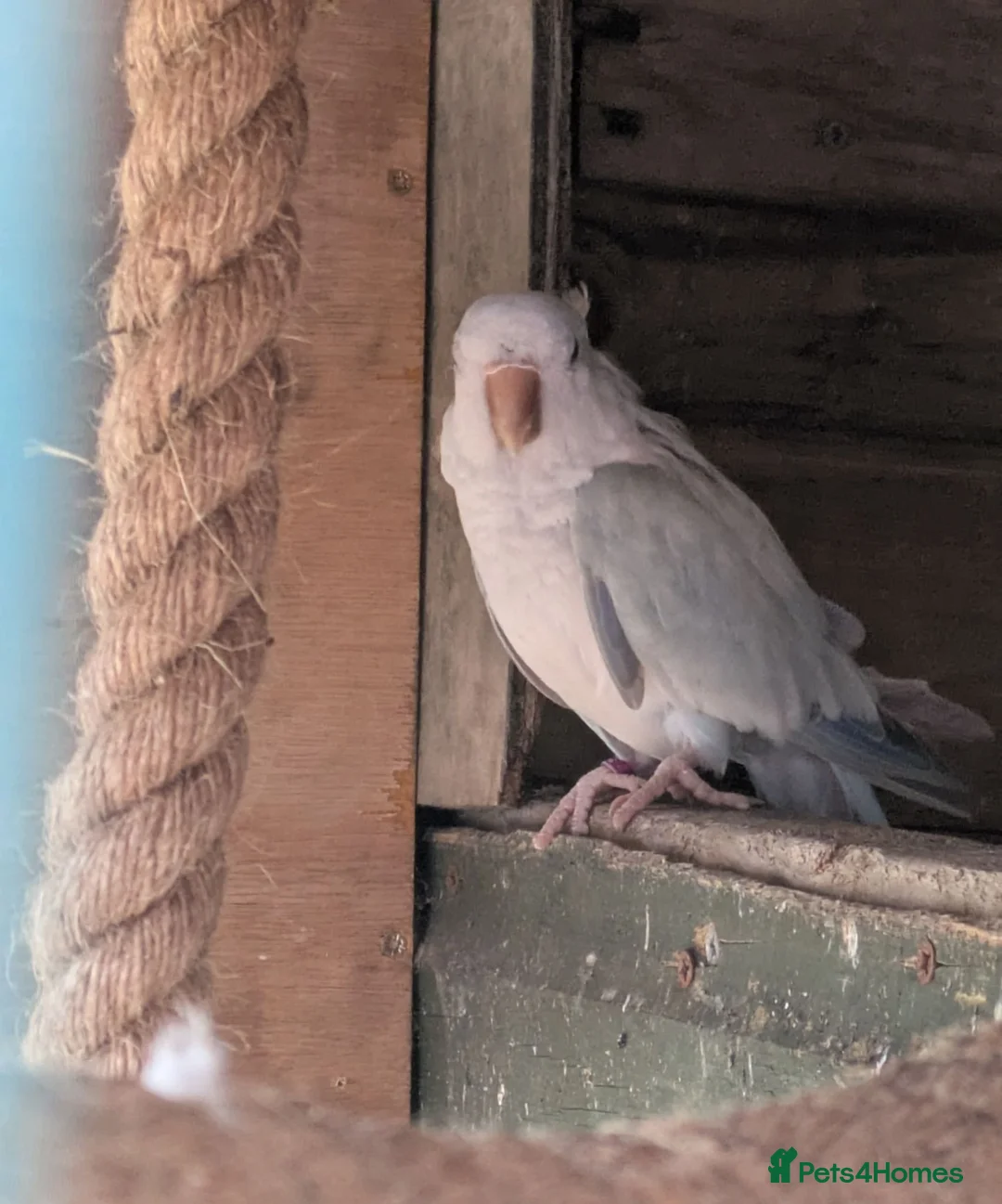 Parakeets birds for sale: Pair of blue quaker parrots  in Barnsley - Advert 4