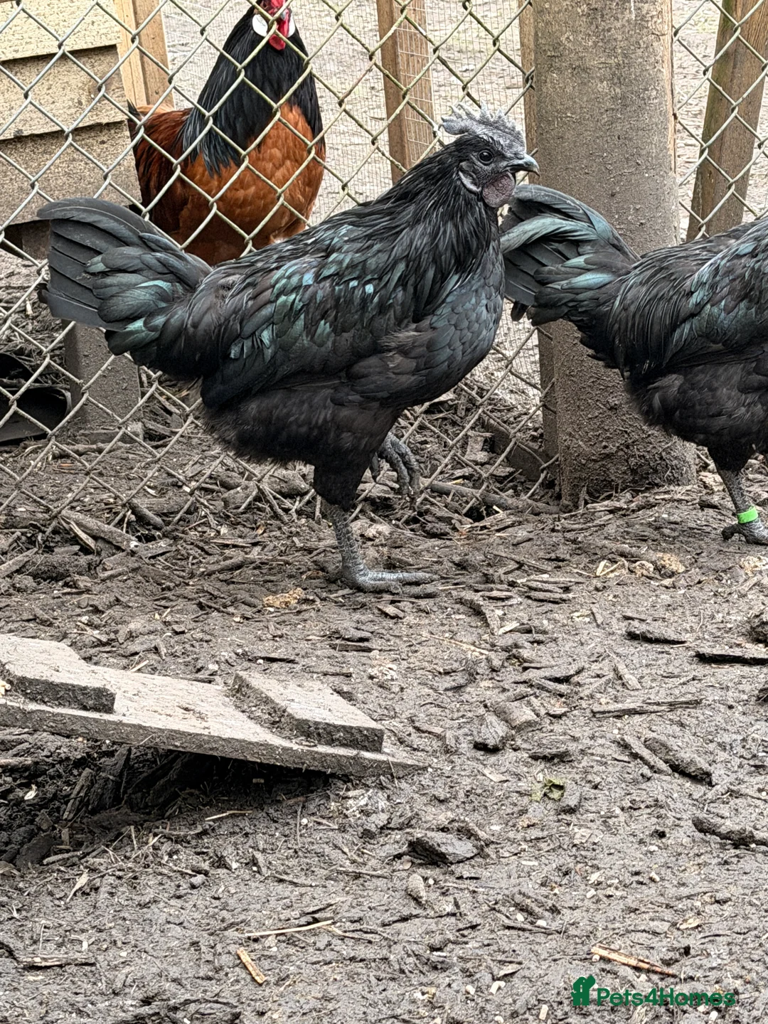 Chickens poultry for sale: Ayam cemani roosters  - Advert 5