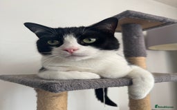 Ragdoll cats for sale: Urgent rehome for Felix,b/w neutered male 2yrs - Image 1