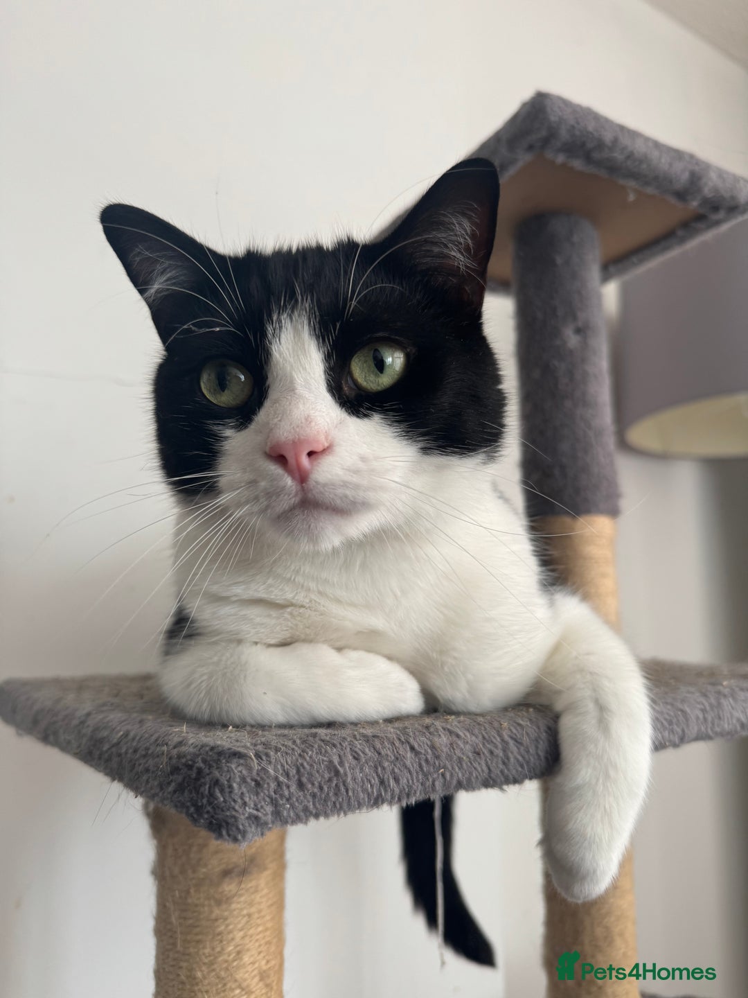 Ragdoll cats for sale: Urgent rehome for Felix,b/w neutered male 2yrs - Image 1