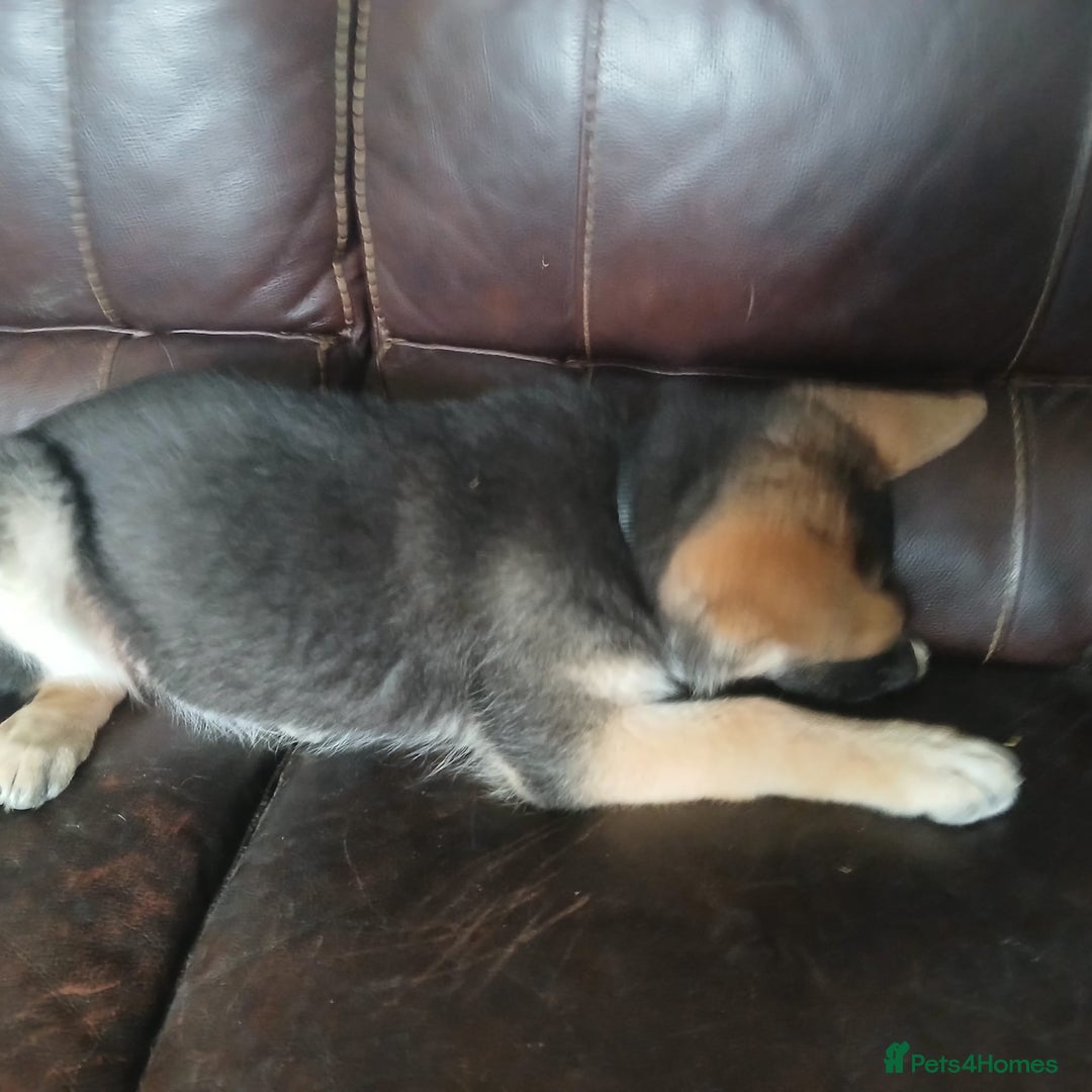German Shepherd dogs for sale: Beautiful German Shepherd Puppies - Image 19