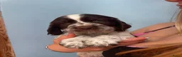 English Springer Spaniel dogs for sale: Show Bred English Springers  - Advert 9